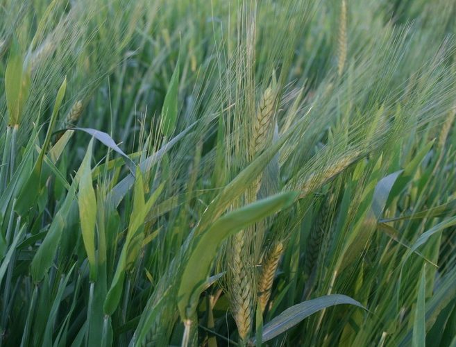 La Fattoria di Dafne - Coltivazione di grani antichi Saragolla (1)